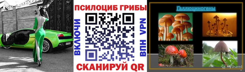 Галлюциногенные грибы Psilocybe  Купить закладки  Каменногорск 